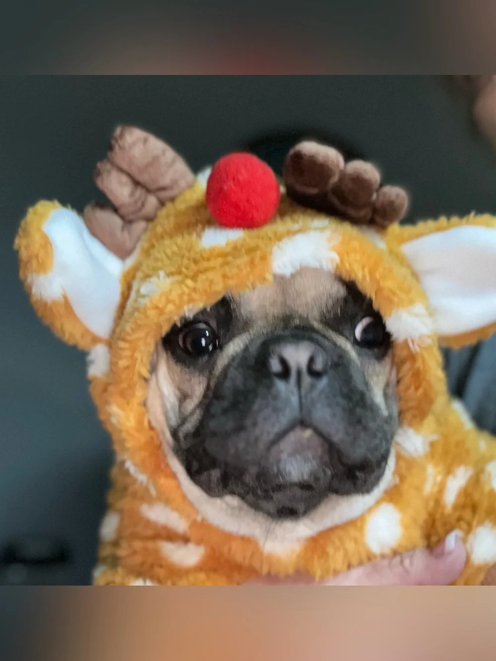 Rudolph the Reindeer Pet Costume - L - Worn Once